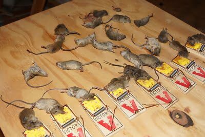 rodent trapping